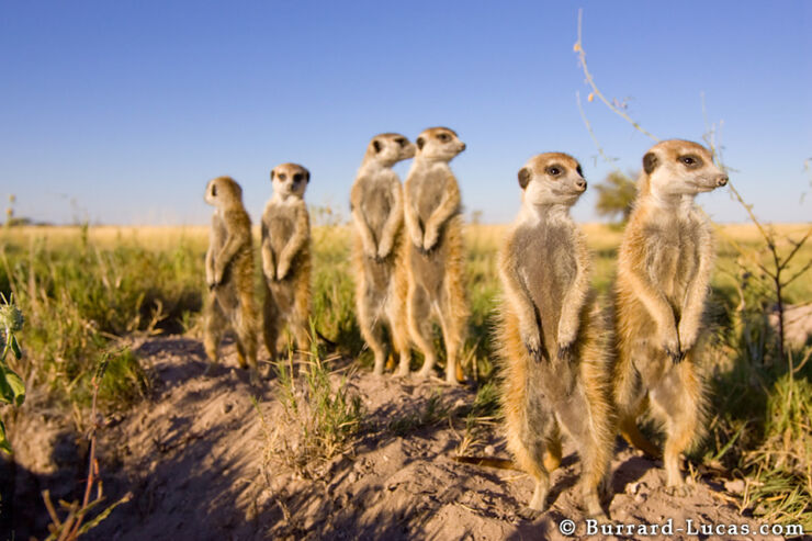 group_of_meerkats