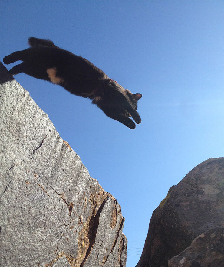 millie-climbing-cat-craig-armstrong-7