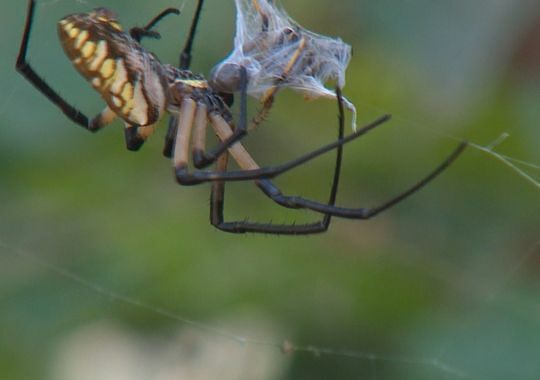 635748307066145860-0810-giant-spider-web