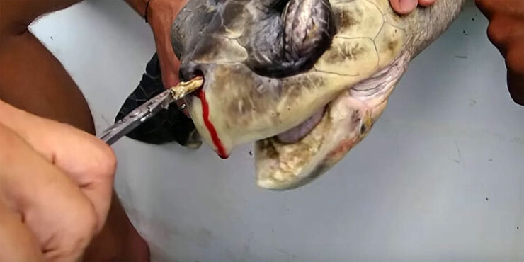 Sea turtle winces in pain as a straw is removed from its nose in video, The Independent