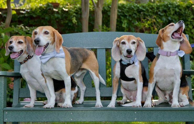 Beagles4