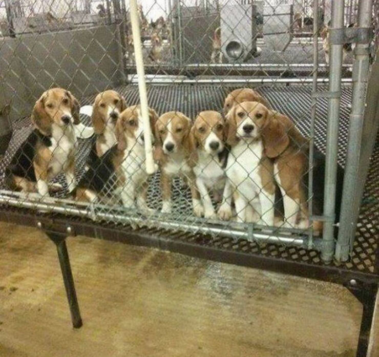 Beagles5