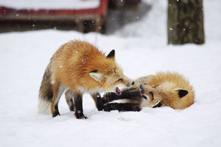 zao-fox-village-japan-4