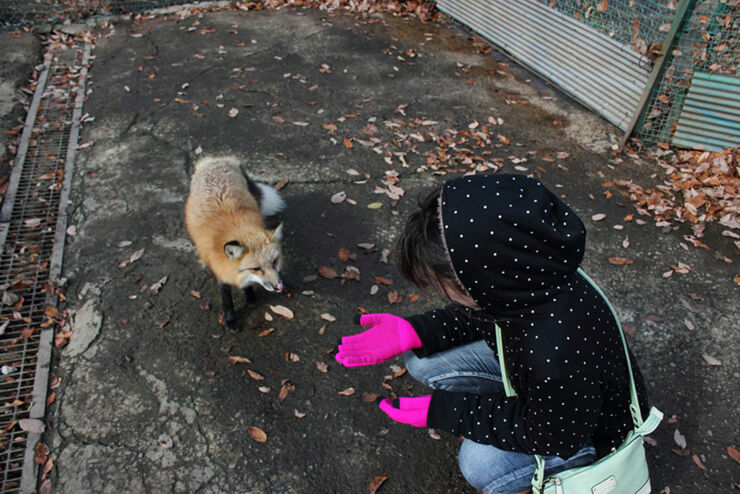 zao-fox-village-japan-6