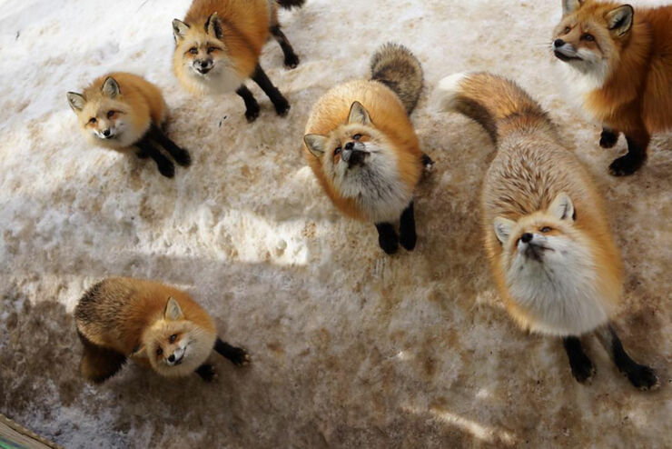 zao-fox-village-japan-23