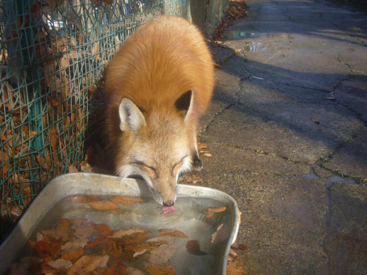 zao-fox-village-japan-25