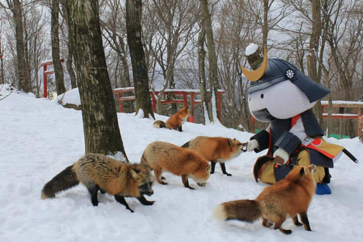 zao-fox-village-japan-32