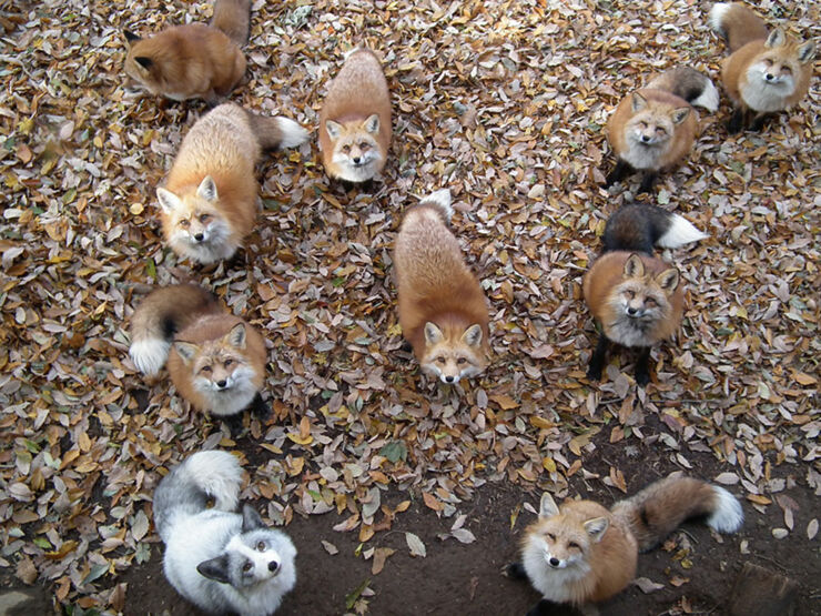 zao-fox-village-japan-34