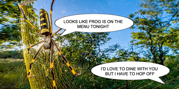 Spider-vs-frog