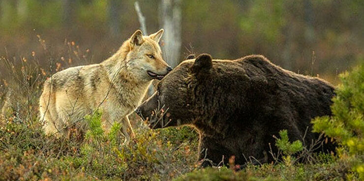 wolf-bear-friendship