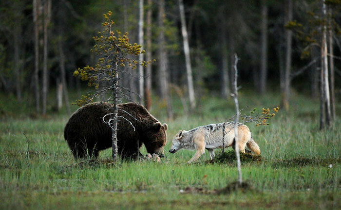 rare-animal-friendship-gray-wolf-brown-bear-lassi-rautiainen-finland-81 (1)