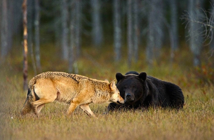 rare-animal-friendship-gray-wolf-brown-bear-lassi-rautiainen-finland-111