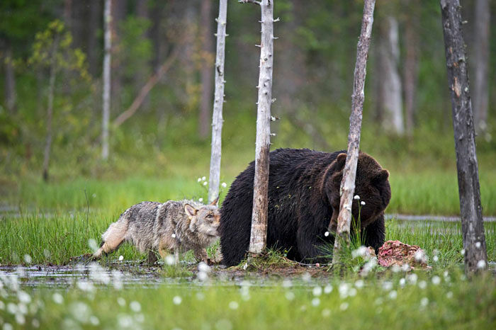 rare-animal-friendship-gray-wolf-brown-bear-lassi-rautiainen-finland-141 (1)