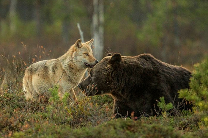 rare-animal-friendship-gray-wolf-brown-bear-lassi-rautiainen-finland-18