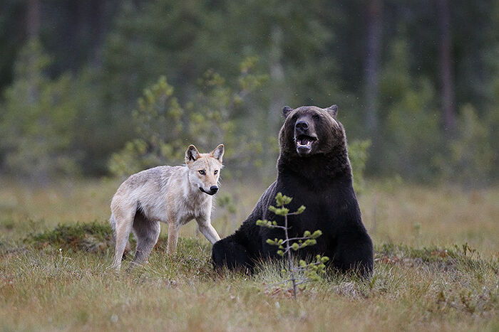 v4d7346-wolf-brown-bear-at-viiksimo