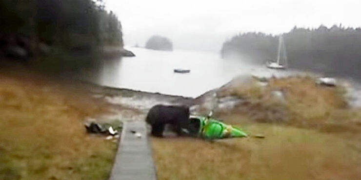 bear-attacks-kayak