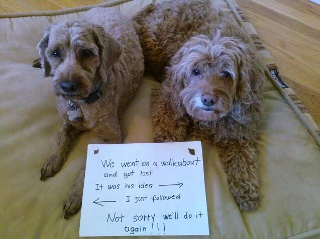 RudiLeo-dog-shaming-637x477