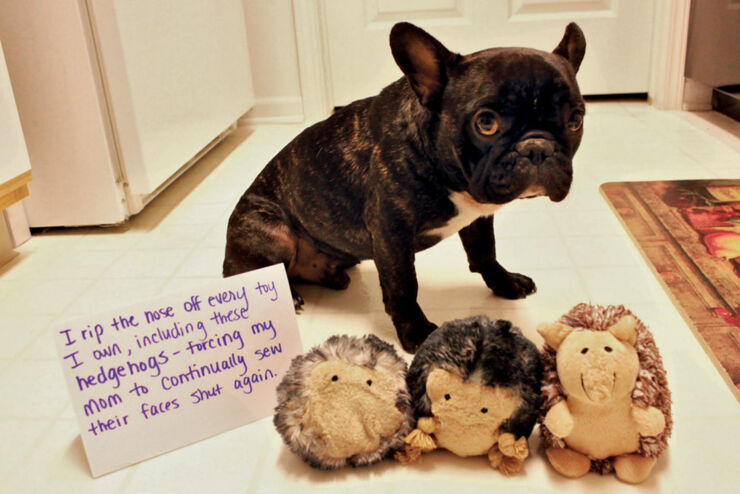 Dog-Shaming01