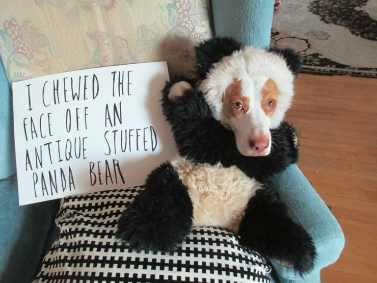 Dog-Shaming02