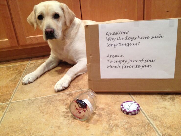 Dog-Shaming04