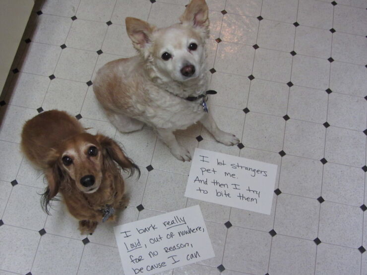 Dog-Shaming06