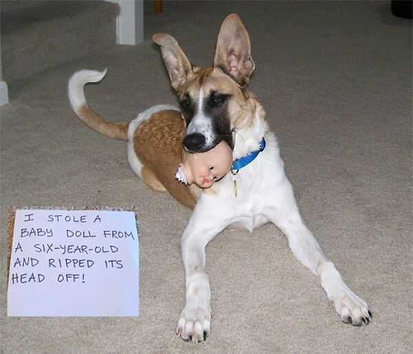 Dog-Shaming07