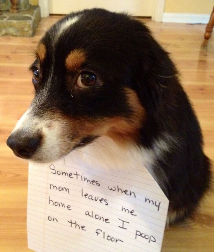 Dog-Shaming08