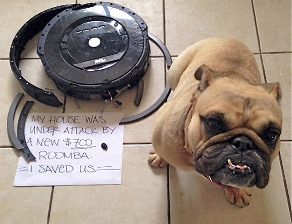 Dog-Shaming09