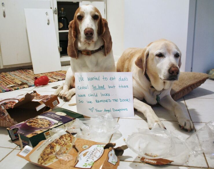 Dog-Shaming10