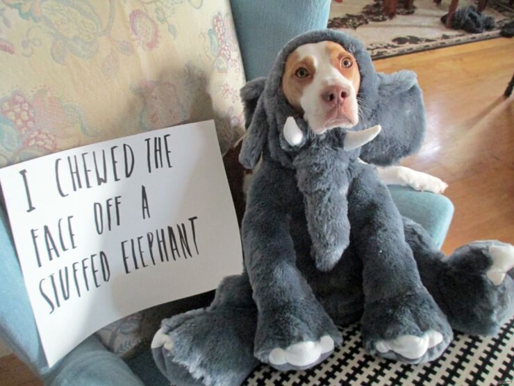 Dog-Shaming03