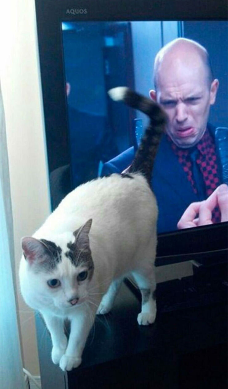 perfectly-timed-cat-photos-funny-8