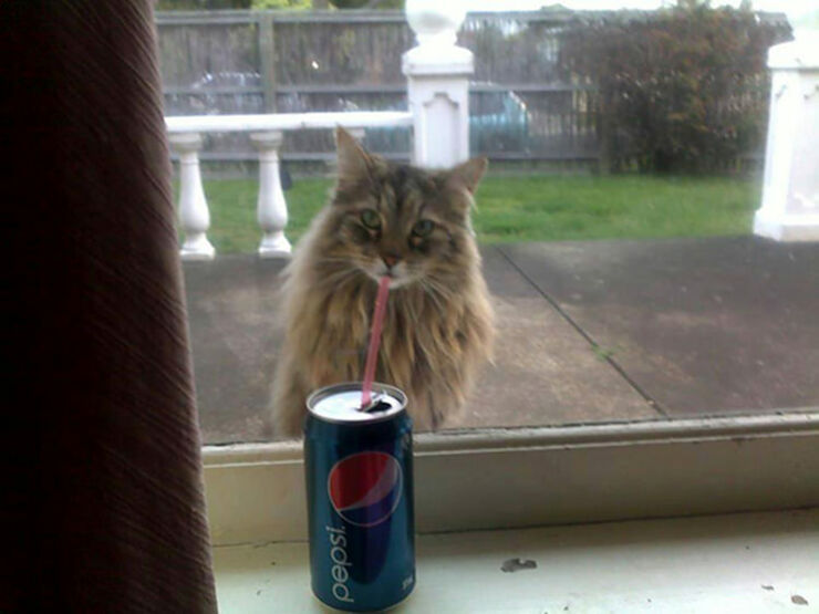 perfectly-timed-cat-photos-funnyjj