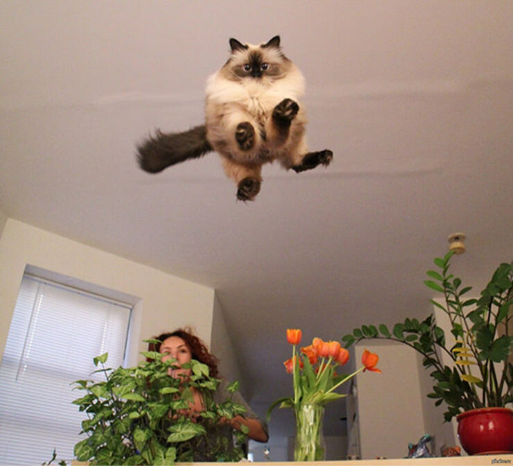 perfectly-timed-funny-cat-pictures-9