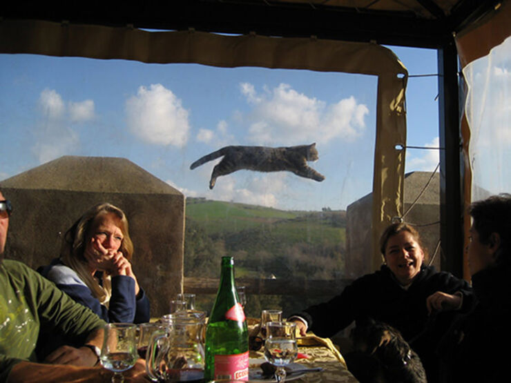 perfectly-timed-funny-cat-pictures-10