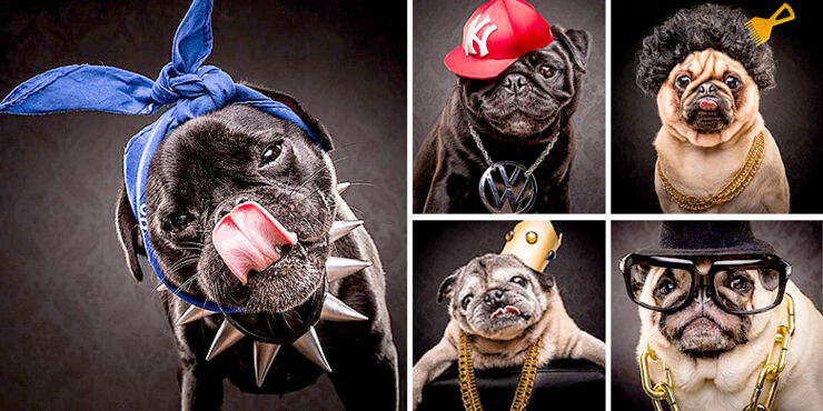 The Pug Life—pugs Dressed As Iconic Hip Hop Stars