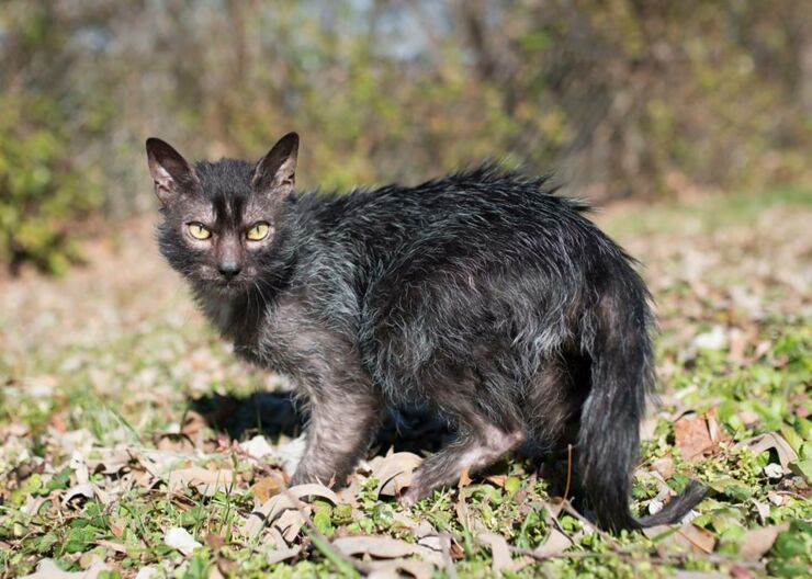 werewolf cats for sale