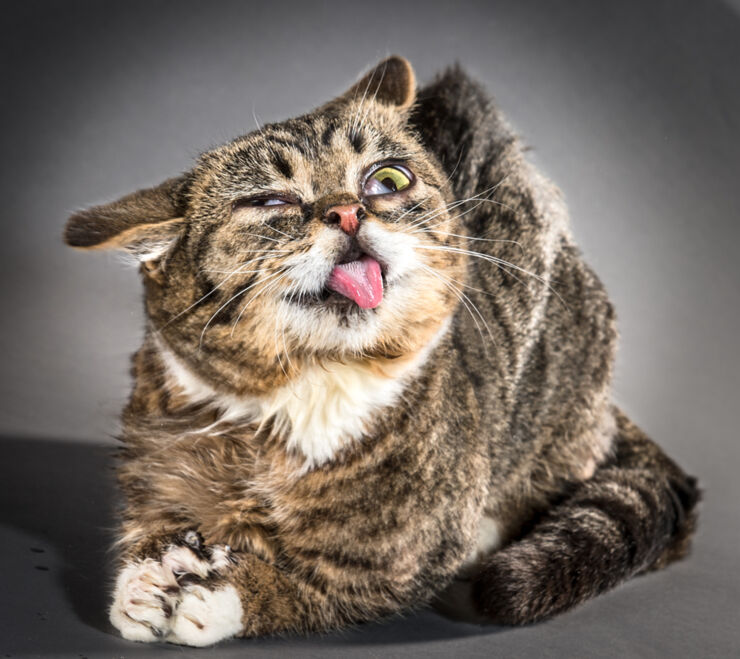 Shake_11_Lil-Bub