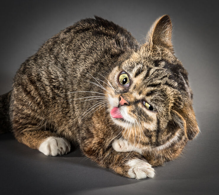 Shake_12_Lil-Bub