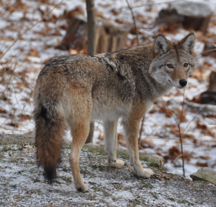 2.BEST-BEACH-COYWOLF