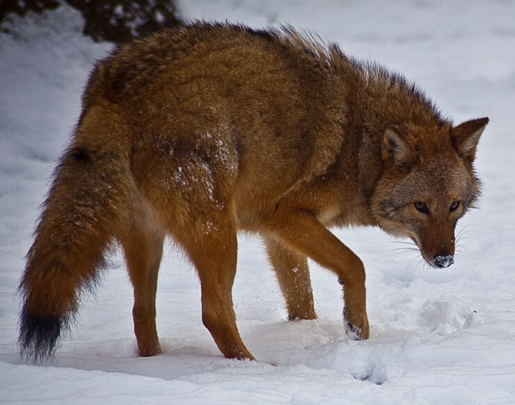 Coyote-face-snow_-_Virginia_-_ForestWander