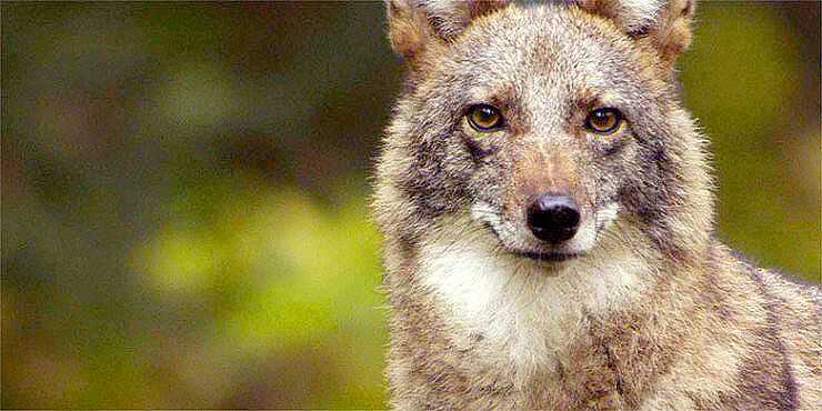 Coyotes And Wolves Are Mating To Create The 'Coywolf'