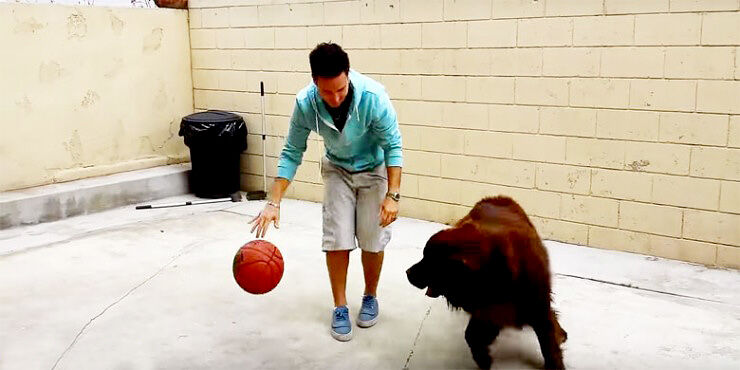 dog-playing-basketball-740x370