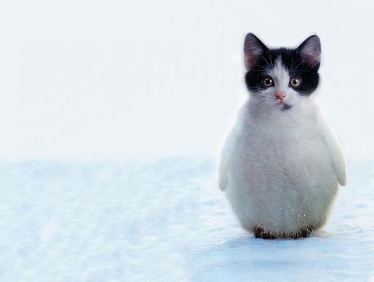 02 - The penguitten