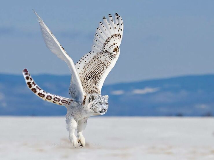 11 - The snowy owlpard