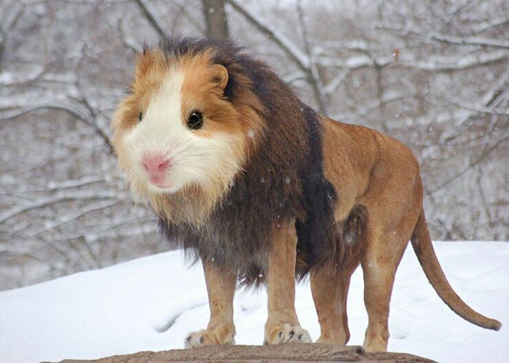 photoshopped-animal-hybrids-17