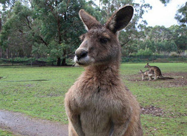 dieren-die-photobomb