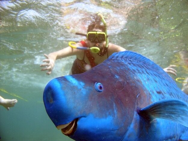 dieren-die-photobombe