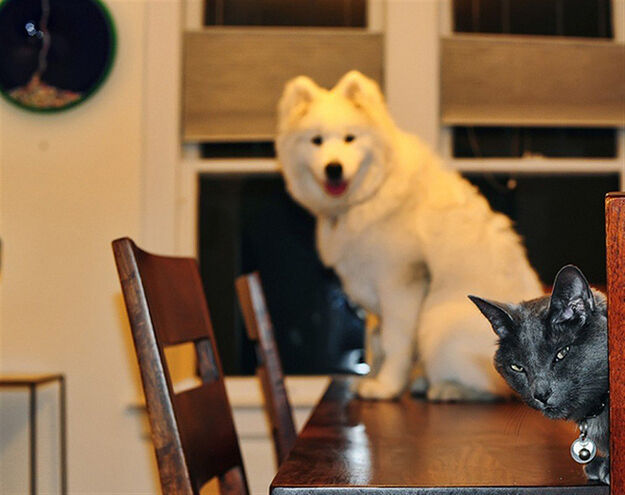 dieren-die-photobomben1