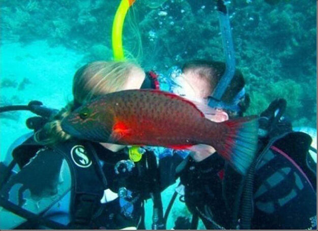 dieren-die-photobomben11