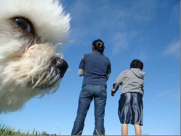 dieren-die-photobomben16